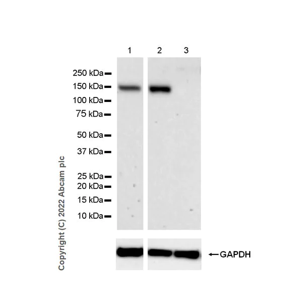 Western blot - Anti-NR3A antibody [EPR25287-60] - BSA and Azide free (AB302517)