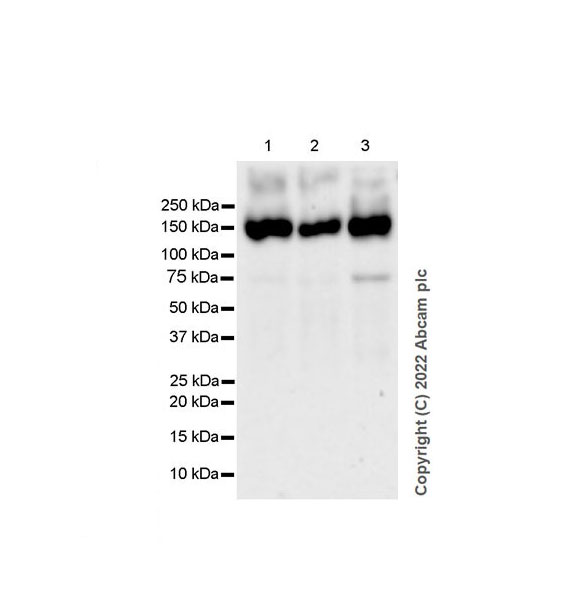 Western blot - Anti-NR3A antibody [EPR25287-60] - BSA and Azide free (AB302517), expandable thumbnail