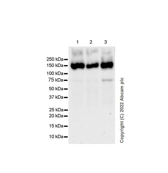 Western blot - Anti-NR3A antibody [EPR25287-60] - BSA and Azide free (AB302517)