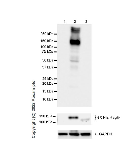 Western blot - Anti-NR3A antibody [EPR25287-60] - BSA and Azide free (AB302517), expandable thumbnail