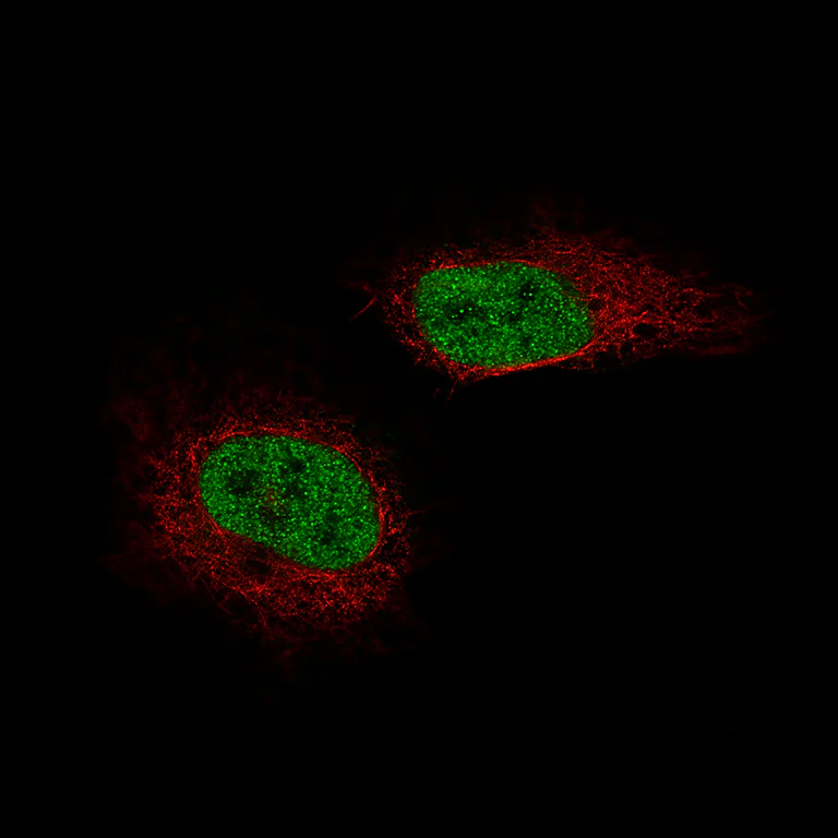 Immunocytochemistry/ Immunofluorescence - Anti-NR5A1 Antibody [CL9101] (AB327126)