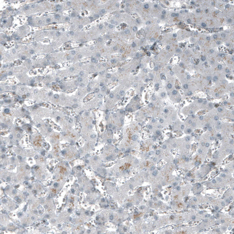 Immunohistochemistry (Formalin/PFA-fixed paraffin-embedded sections) - Anti-NR5A1 Antibody [CL9101] (AB327126)