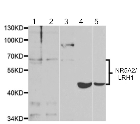 Western blot - Anti-NR5A2 / LRH1 antibody - C-terminal (AB189876), expandable thumbnail