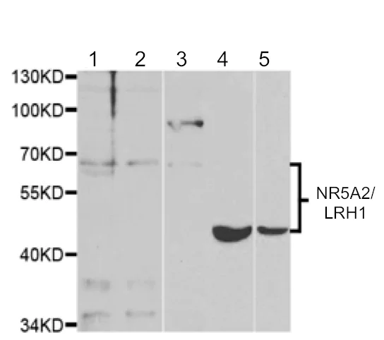 Western blot - Anti-NR5A2 / LRH1 antibody - C-terminal (AB189876)