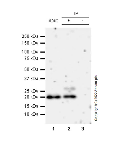 Immunoprecipitation - Anti-NRAS antibody [EPR25186-24] (AB300431), expandable thumbnail