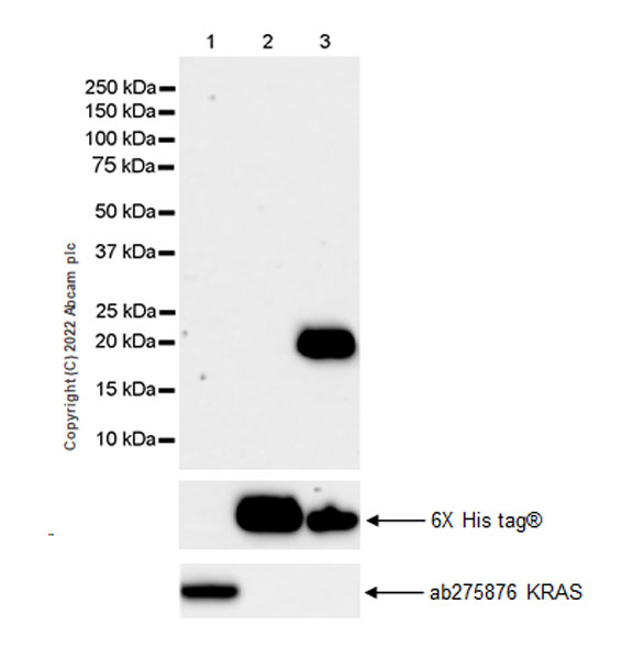 Western blot - Anti-NRAS antibody [EPR25186-24] (AB300431), expandable thumbnail