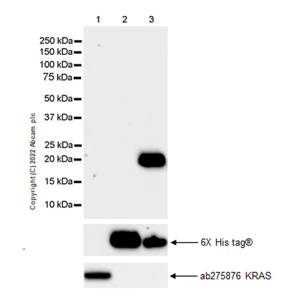 Western blot - Anti-NRAS antibody [EPR25186-24] (AB300431)