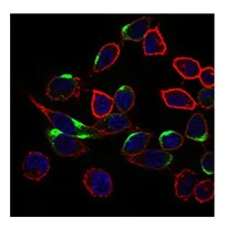 Immunocytochemistry/ Immunofluorescence - Anti-NrCAM antibody [7D8C5] - Neuronal Marker (AB175366)
