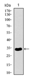 Western blot - Anti-NrCAM antibody [7D8C5] - Neuronal Marker (AB175366)
