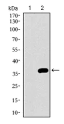 Western blot - Anti-NrCAM antibody [7D8C5] - Neuronal Marker (AB175366)