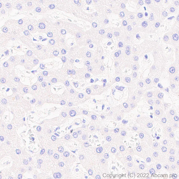 Immunohistochemistry (Formalin/PFA-fixed paraffin-embedded sections) - Anti-NrCAM antibody [EPR15654] - BSA and Azide free (AB251072)
