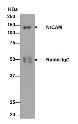 Immunoprecipitation - Anti-NrCAM antibody [EPR15654] - BSA and Azide free (AB251072)