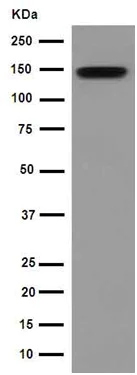 Western blot - Anti-NrCAM antibody [EPR15654] - BSA and Azide free (AB251072)
