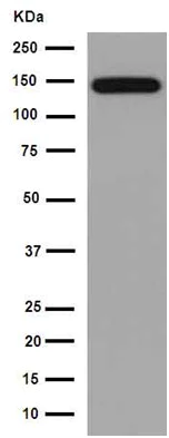 Western blot - Anti-NrCAM antibody [EPR15654] - BSA and Azide free (AB251072)