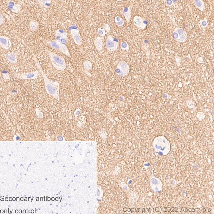 Immunohistochemistry (Formalin/PFA-fixed paraffin-embedded sections) - Anti-NrCAM antibody [EPR15654] - Neuronal Marker (AB191418)
