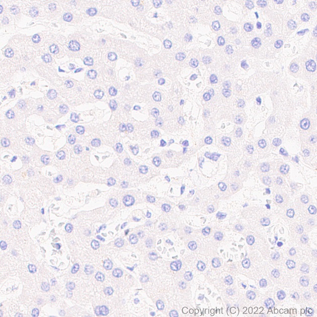 Immunohistochemistry (Formalin/PFA-fixed paraffin-embedded sections) - Anti-NrCAM antibody [EPR15654] - Neuronal Marker (AB191418)