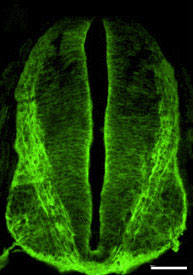 Immunocytochemistry/ Immunofluorescence - Anti-NrCAM antibody - Neuronal Marker (AB24344), expandable thumbnail