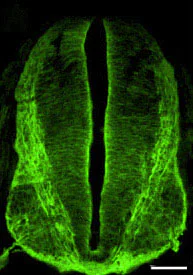 Immunocytochemistry/ Immunofluorescence - Anti-NrCAM antibody - Neuronal Marker (AB24344)
