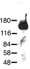 Western blot - Anti-NrCAM antibody - Neuronal Marker (AB24344)