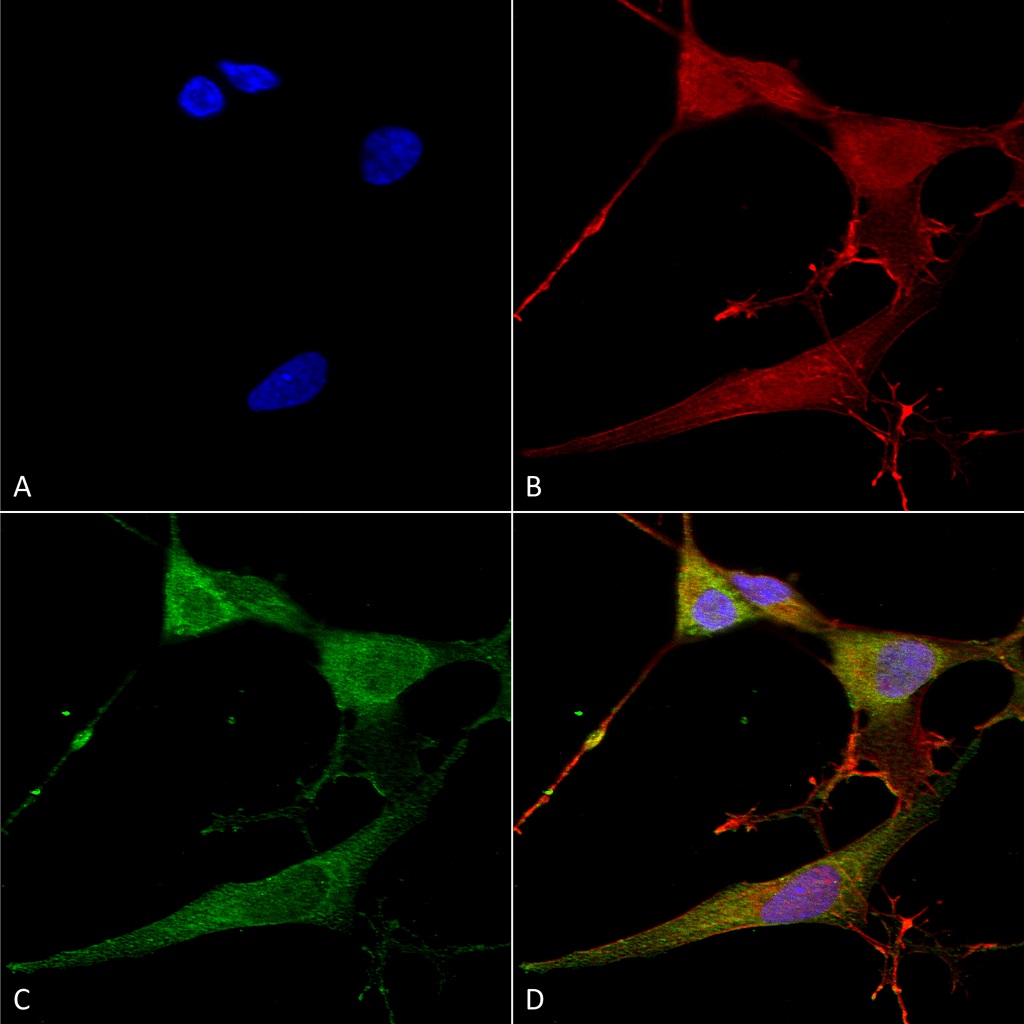 Immunocytochemistry/ Immunofluorescence - Anti-NrCAM antibody [S364-51] - Neuronal Marker (AB186247)