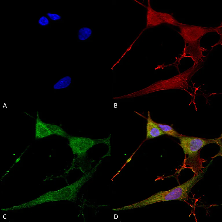 Immunocytochemistry/ Immunofluorescence - Anti-NrCAM antibody [S364-51] - Neuronal Marker (AB186247)