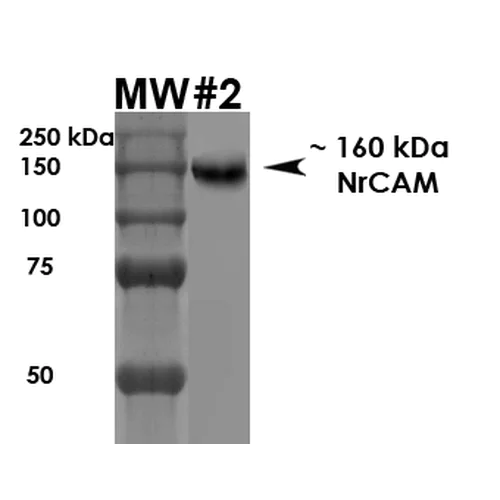 Western blot - Anti-NrCAM antibody [S364-51] - Neuronal Marker (AB186247)