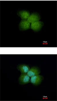 Immunocytochemistry/ Immunofluorescence - Anti-NRDP1 antibody (AB151231)