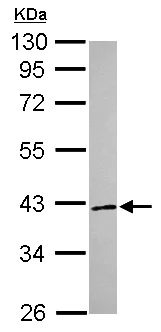 Western blot - Anti-NRDP1 antibody (AB151231)