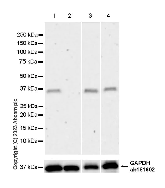 Western blot - Anti-NRDP1 antibody [EPR26281-19] (AB314642)