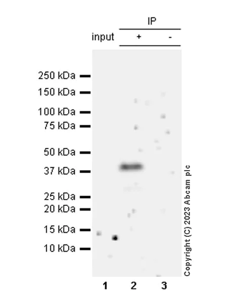 Immunoprecipitation - Anti-NRDP1 antibody [EPR26281-19] - BSA and Azide free (AB314643)