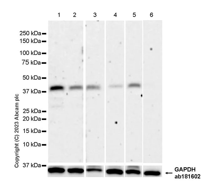 Western blot - Anti-NRDP1 antibody [EPR26281-19] - BSA and Azide free (AB314643)