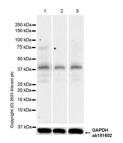 Western blot - Anti-NRDP1 antibody [EPR26281-19] - BSA and Azide free (AB314643)