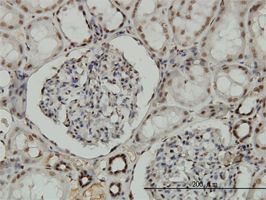 Immunohistochemistry (Formalin/PFA-fixed paraffin-embedded sections) - Anti-NRF1 antibody [2F9] (AB55744), expandable thumbnail
