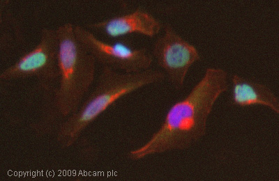 Immunocytochemistry/ Immunofluorescence - Anti-NRF1 antibody (AB34682)