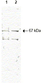 Western blot - Anti-NRF1 antibody (AB34682)
