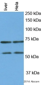 Western blot - Anti-NRF1 antibody (AB34682)