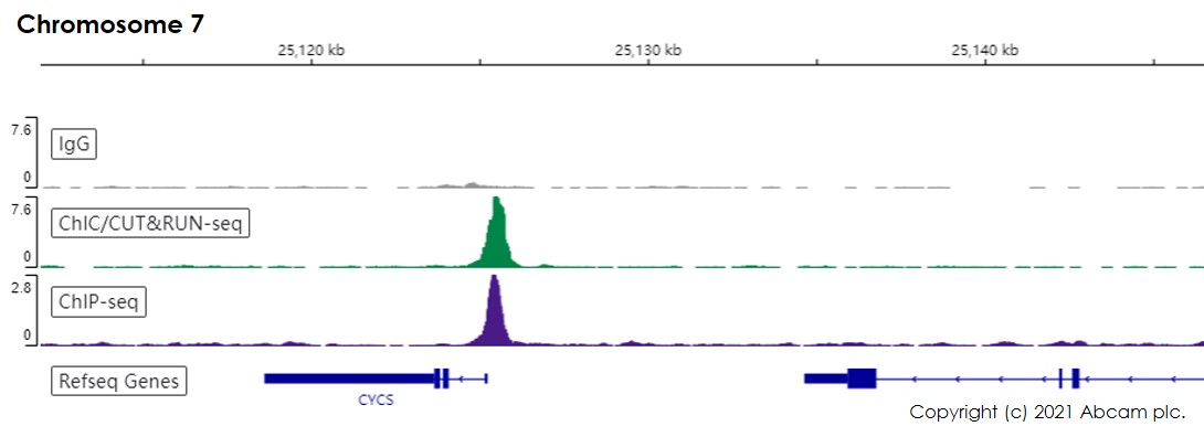 ChIC/CUT&RUN sequencing - Anti-NRF1 antibody [EPR5554(N)] - ChIP Grade (AB175932), expandable thumbnail