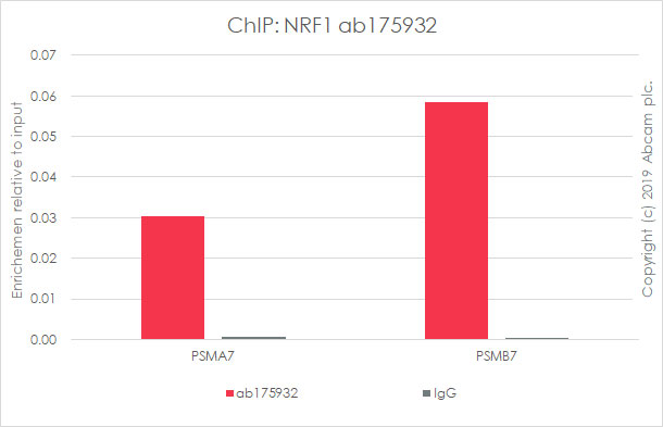 ChIP - Anti-NRF1 antibody [EPR5554(N)] - ChIP Grade (AB175932), expandable thumbnail