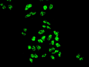 Immunocytochemistry/ Immunofluorescence - Anti-NRF1 antibody [EPR5554(N)] - ChIP Grade (ab175932), expandable thumbnail