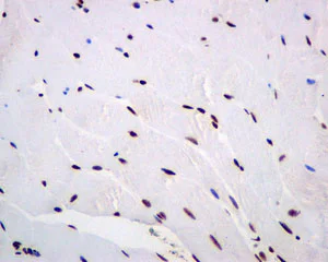 Immunohistochemistry (Formalin/PFA-fixed paraffin-embedded sections) - Anti-NRF1 antibody [EPR5554(N)] - ChIP Grade (AB175932)