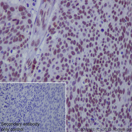 Immunohistochemistry (Formalin/PFA-fixed paraffin-embedded sections) - Anti-NRF1 antibody [EPR5554(N)] - ChIP Grade (ab175932), expandable thumbnail