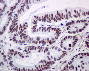 Immunohistochemistry (Formalin/PFA-fixed paraffin-embedded sections) - Anti-NRF1 antibody [EPR5554(N)] - ChIP Grade (ab175932), expandable thumbnail