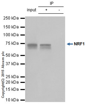 Immunoprecipitation - Anti-NRF1 antibody [EPR5554(N)] - ChIP Grade (AB175932), expandable thumbnail