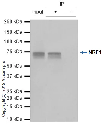 Immunoprecipitation - Anti-NRF1 antibody [EPR5554(N)] - ChIP Grade (AB175932)