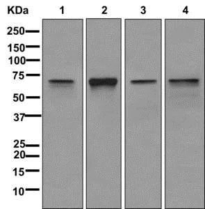 Western blot - Anti-NRF1 antibody [EPR5554(N)] - ChIP Grade (AB175932)