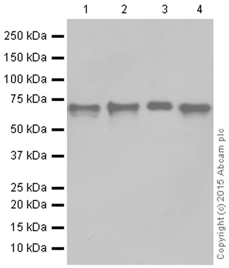 Western blot - Anti-NRF1 antibody [EPR5554(N)] - ChIP Grade (AB175932)