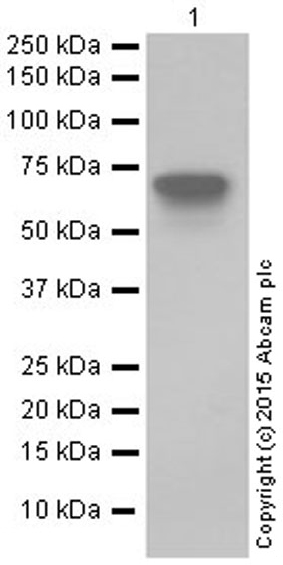 Western blot - Anti-NRF1 antibody [EPR5554(N)] - ChIP Grade (ab175932), expandable thumbnail