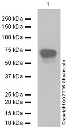 Western blot - Anti-NRF1 antibody [EPR5554(N)] - ChIP Grade (ab175932), expandable thumbnail
