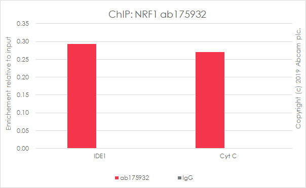 ChIP - Anti-NRF1 antibody [EPR5554(N)] - ChIP Grade - BSA and Azide free (AB221792), expandable thumbnail
