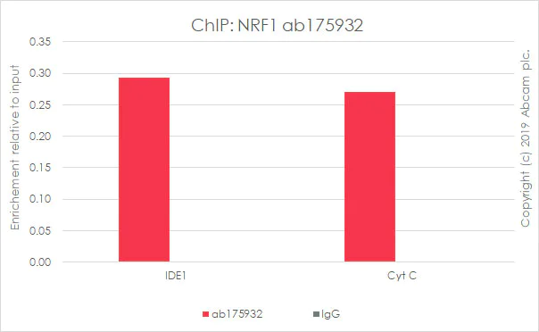 ChIP - Anti-NRF1 antibody [EPR5554(N)] - ChIP Grade - BSA and Azide free (AB221792)